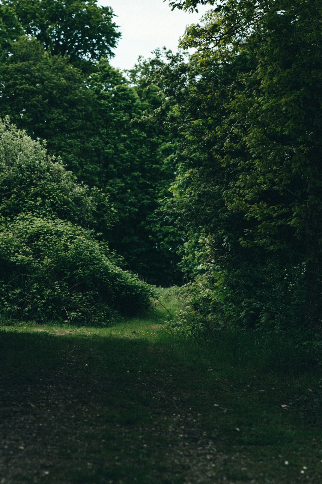 forest path denmark