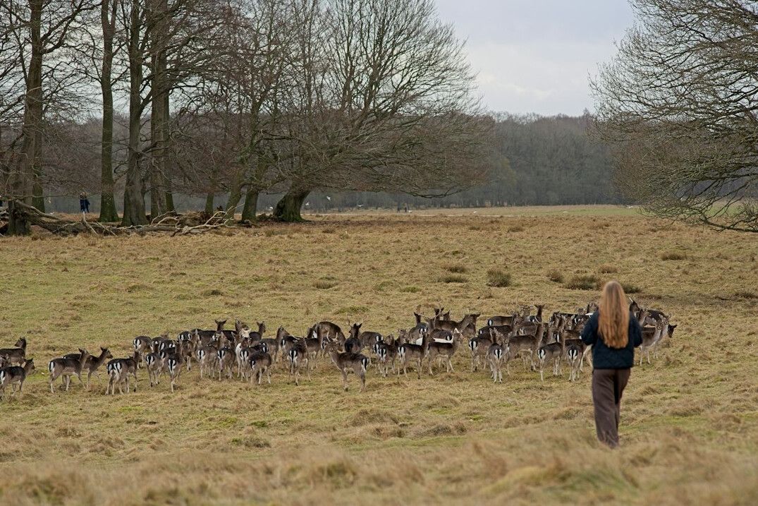 danish countryside field